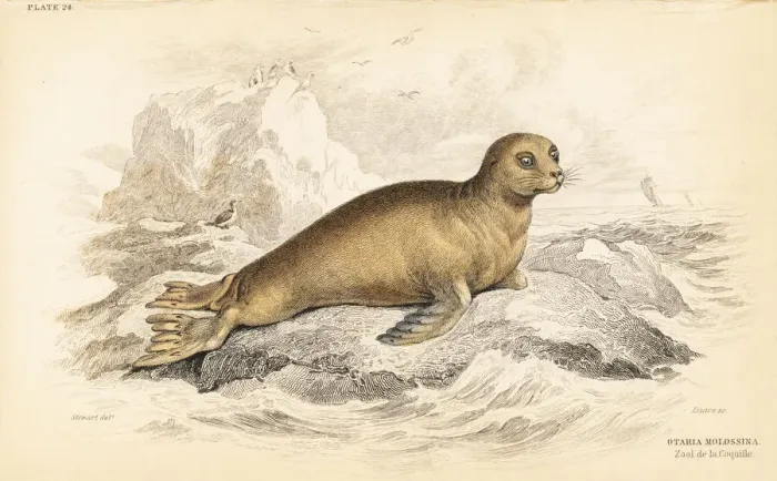 Framed Print : South American sea lion, Otaria flavescens molossina Framed Print : South American sea lion, Otaria flavescens molossina