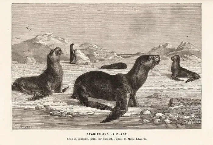 Framed Print : South American sea lions basking on a beach Framed Print : South American sea lions basking on a beach