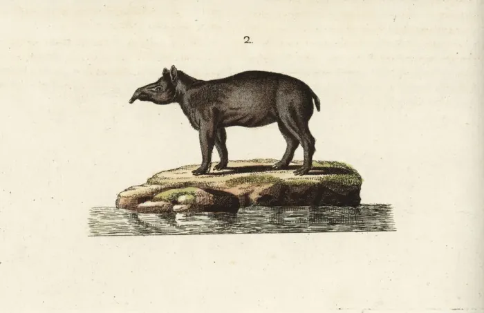 Framed Print : South American tapir Framed Print : South American tapir