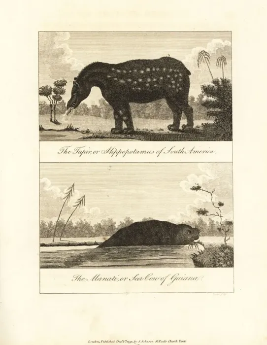 Framed Print : South American tapir and manati Framed Print : South American tapir and manati