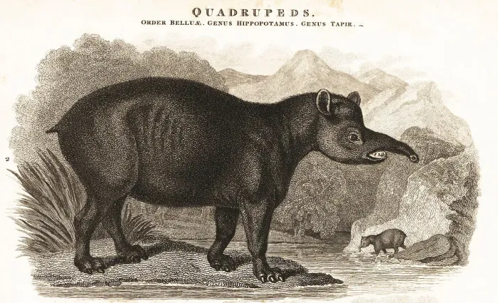 Framed Print : South American tapir, Tapirus terrestris Framed Print : South American tapir, Tapirus terrestris