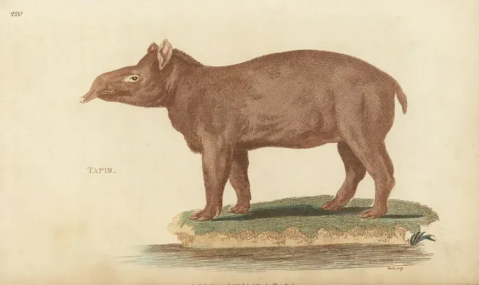 Framed Print : South American tapir, Tapirus terrestris subsp. terrestris Framed Print : South American tapir, Tapirus terrestris subsp. terrestris