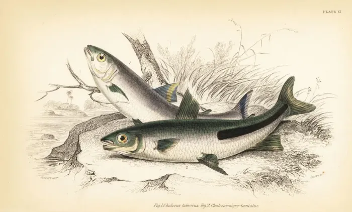 Framed Print : South American trout 1 and halfline leporinus 2 Framed Print : South American trout 1 and halfline leporinus 2