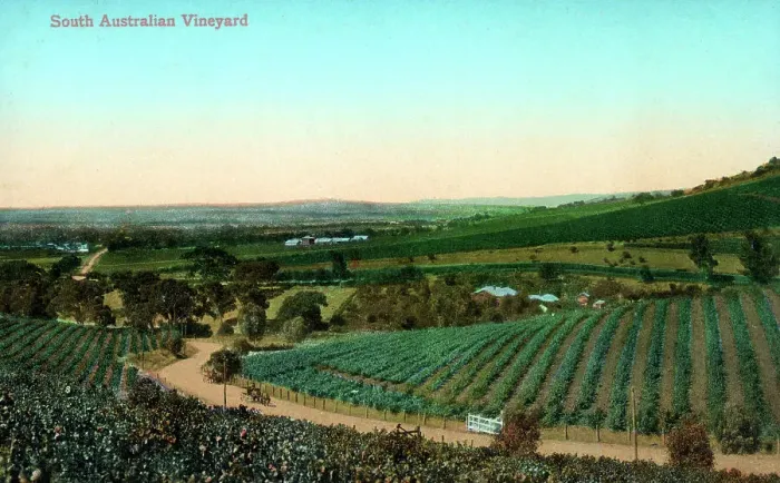 Framed Print : South Australian Vineyard - Penfolds Vineyard, Magill Estate Framed Print : South Australian Vineyard - Penfolds Vineyard, Magill Estate