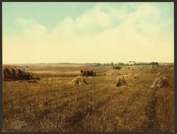 South Dakota harvest field