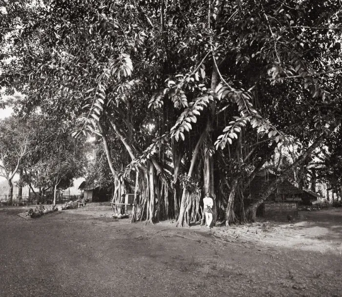 Framed Print : South East Asia - (Malay peninsula?) - India rubber tree Framed Print : South East Asia - (Malay peninsula?) - India rubber tree