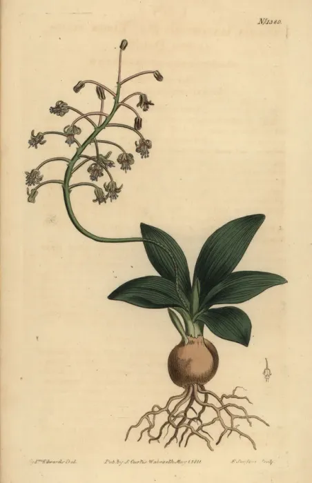 Framed Print : South Indian squill, Ledebouria revoluta Framed Print : South Indian squill, Ledebouria revoluta