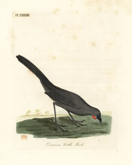 Framed Print : South Island kokako, Callaeas cinerea cinerea, extinct Framed Print : South Island kokako, Callaeas cinerea cinerea, extinct