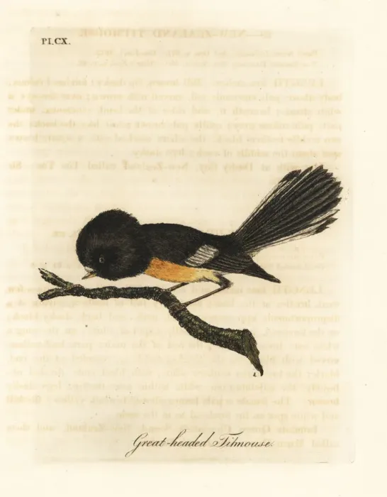 Framed Print : South Island tomtit, Petroica macrocephala macrocephala Framed Print : South Island tomtit, Petroica macrocephala macrocephala