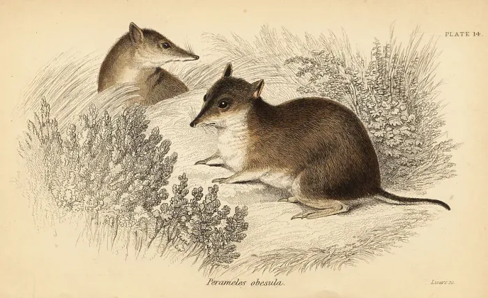 Framed Print : Southern brown bandicoot, Isoodon obesulus. Endangered Framed Print : Southern brown bandicoot, Isoodon obesulus. Endangered