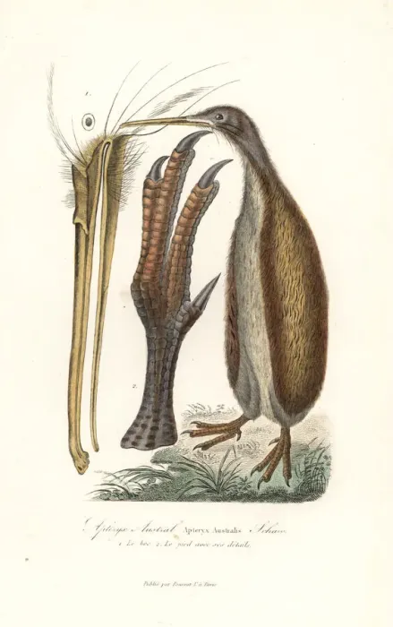 Framed Print : Southern brown kiwi or tokoeka, Apteryx australis Framed Print : Southern brown kiwi or tokoeka, Apteryx australis