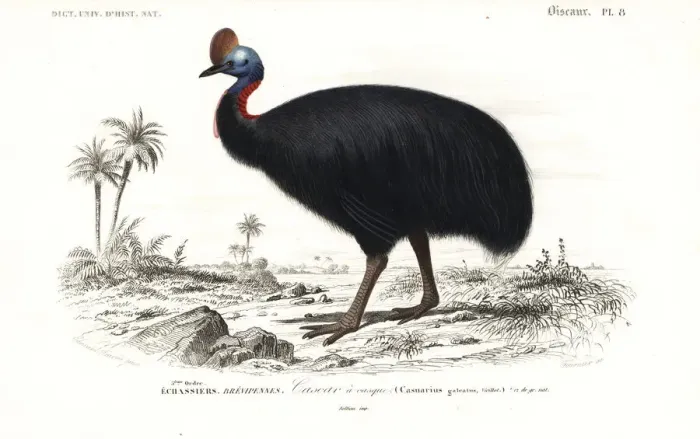 Framed Print : Southern cassowary, Casuarius casuarius Framed Print : Southern cassowary, Casuarius casuarius
