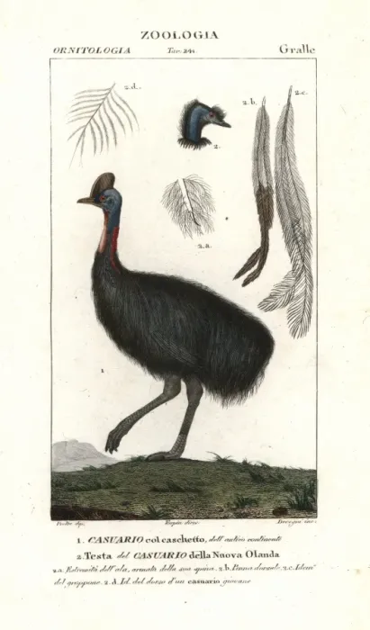 Framed Print : Southern cassowary, Casuarius casuarius Vulnerable Framed Print : Southern cassowary, Casuarius casuarius Vulnerable