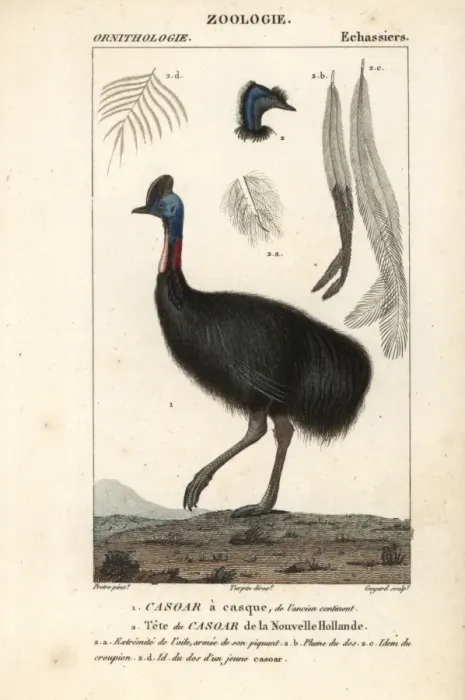 Framed Print : Southern cassowary, Casuarius casuarius Vulnerable Framed Print : Southern cassowary, Casuarius casuarius Vulnerable