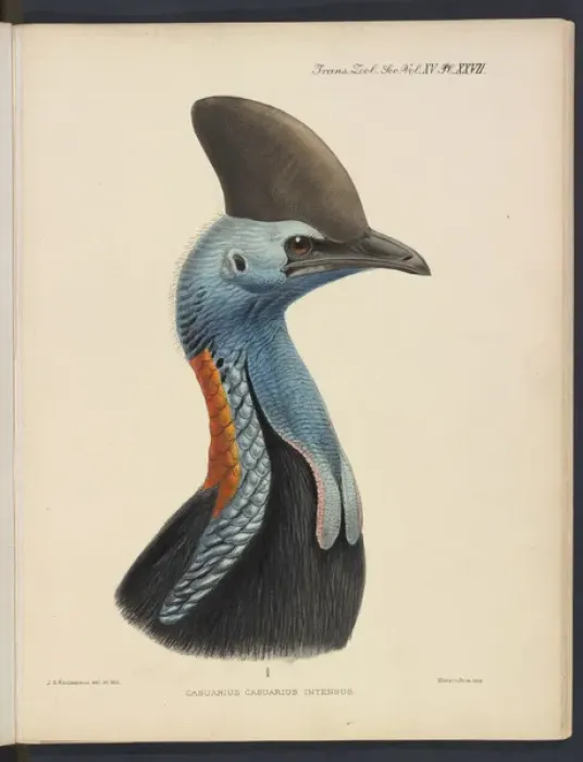 Framed Print : Southern cassowary by JG Keulemans Framed Print : Southern cassowary by JG Keulemans