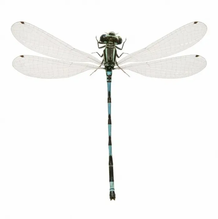 Framed Print : Southern Damselfly Framed Print : Southern Damselfly