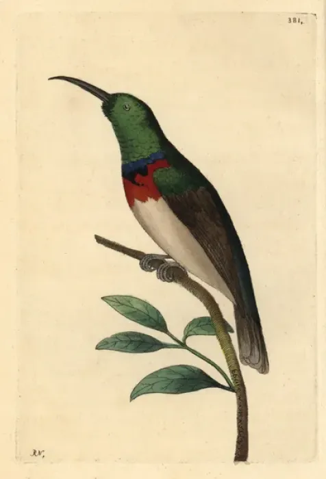 Framed Print : Southern double-collared sunbird, Cinnyris chalybeus Framed Print : Southern double-collared sunbird, Cinnyris chalybeus