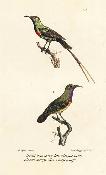 Southern double-collared sunbird and purple-throated sunbird