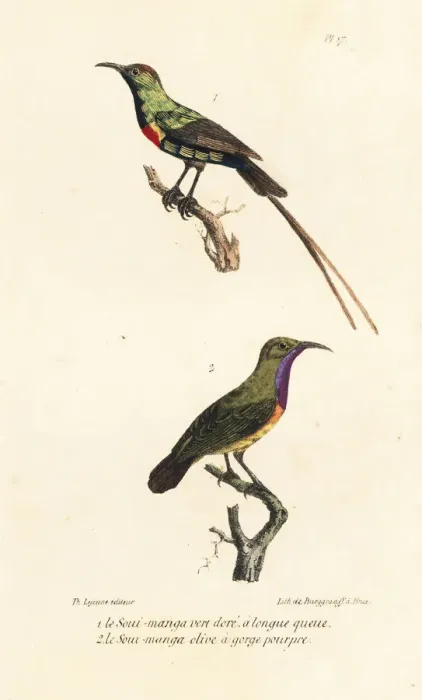 Framed Print : Southern double-collared sunbird and purple-throated sunbird Framed Print : Southern double-collared sunbird and purple-throated sunbird