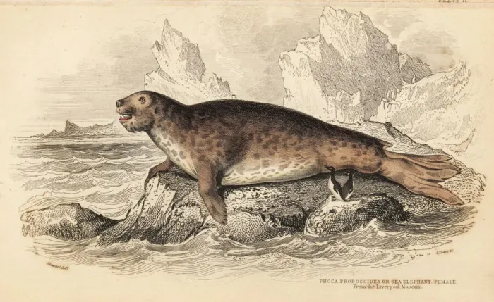 Framed Print : Southern elephant seal, female, Mirounga leonina Framed Print : Southern elephant seal, female, Mirounga leonina