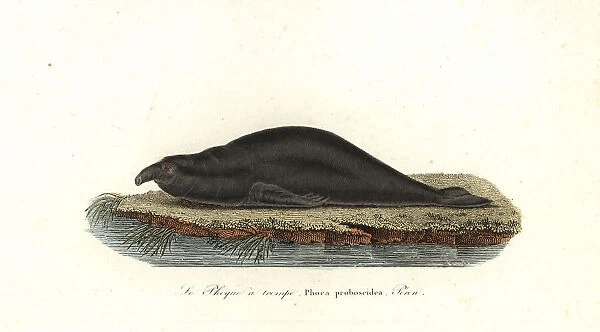 Southern elephant seal, Mirounga leonina