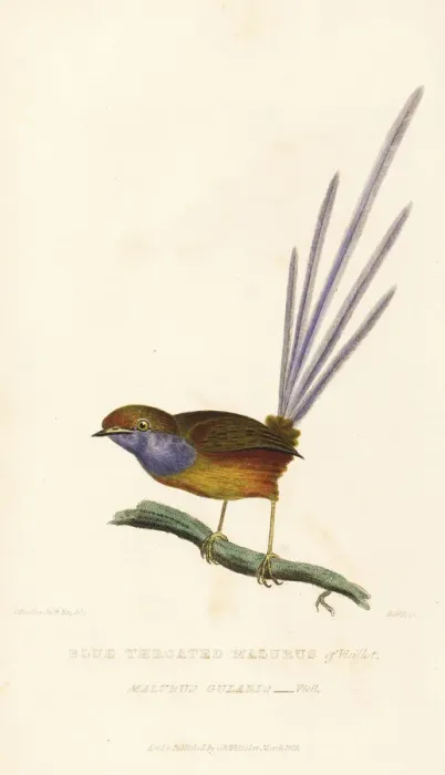 Framed Print : Southern emu-wren, Stipiturus malachurus Framed Print : Southern emu-wren, Stipiturus malachurus