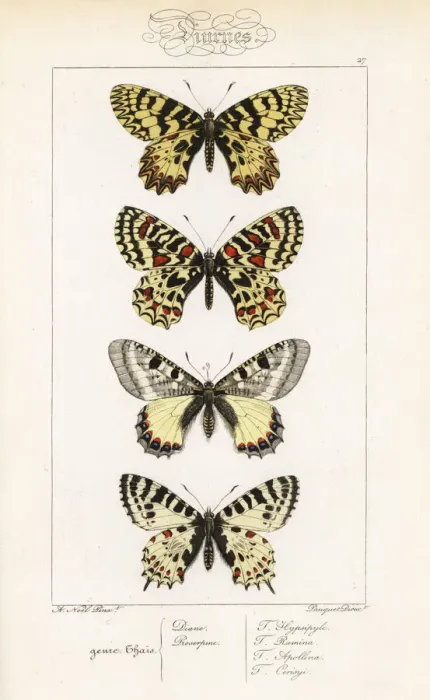 Framed Print : Southern festoon, Spanish festoon, false apollo Framed Print : Southern festoon, Spanish festoon, false apollo