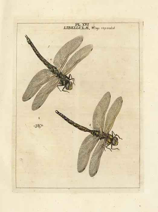 Framed Print : Southern hawker or blue hawker dragonfly, Aeshna cyanea Framed Print : Southern hawker or blue hawker dragonfly, Aeshna cyanea