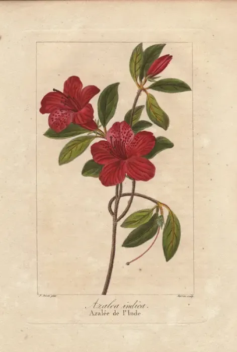 Framed Print : Southern Indian azalea, Azalea indica Framed Print : Southern Indian azalea, Azalea indica
