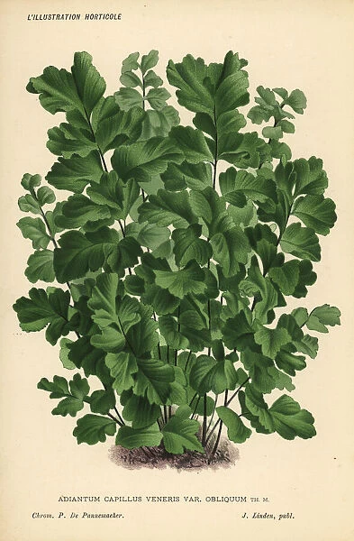 Southern maidenhair fern, Adiantum capillus-veneris
