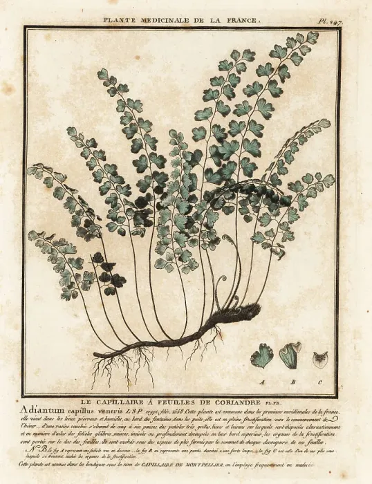 Framed Print : Southern maidenhair fern, Adiantum capillus-veneris Framed Print : Southern maidenhair fern, Adiantum capillus-veneris