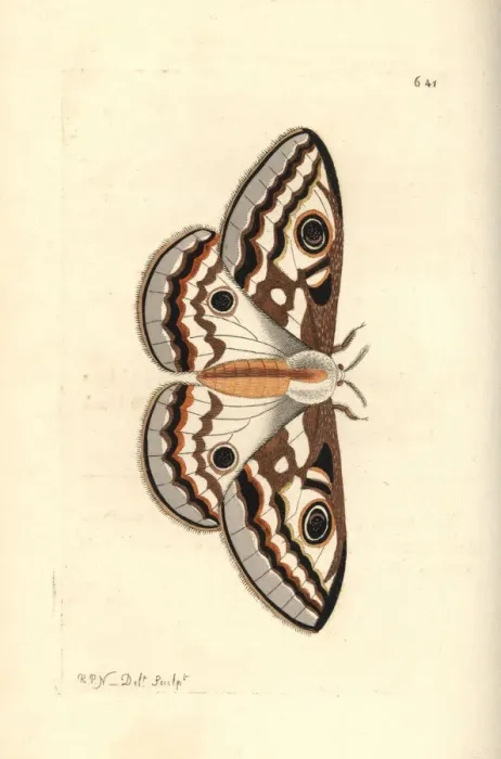 Framed Print : Southern marbled emperor, Heniocha apollonia Framed Print : Southern marbled emperor, Heniocha apollonia