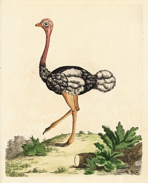 Southern ostrich, Struthio camelus australis