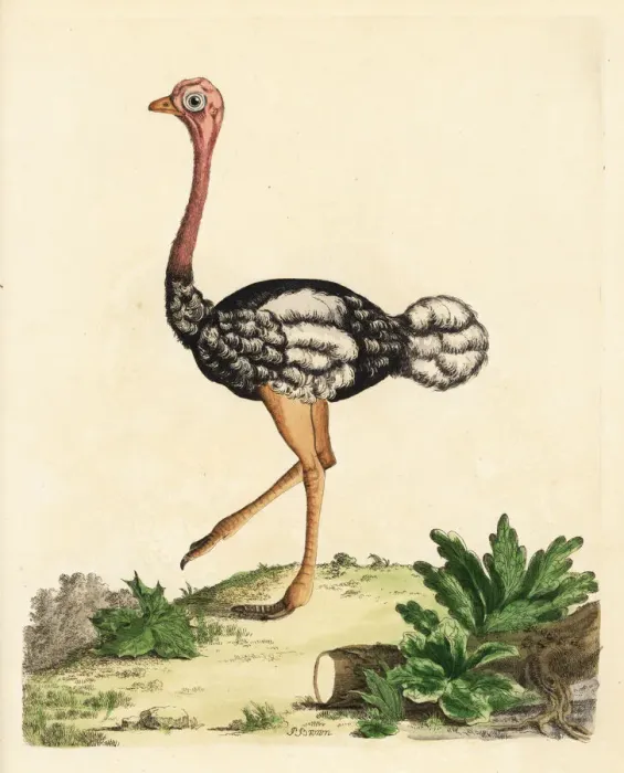 Framed Print : Southern ostrich, Struthio camelus australis Framed Print : Southern ostrich, Struthio camelus australis