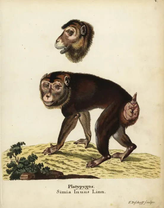 Framed Print : Southern pig-tailed macaque, Macaca nemestrina. Vulnerable Framed Print : Southern pig-tailed macaque, Macaca nemestrina. Vulnerable