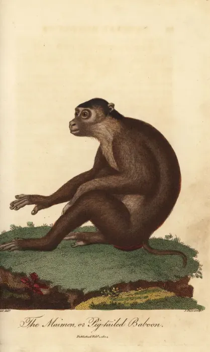 Framed Print : Southern pig-tailed macaque, Macaca nemestrina Framed Print : Southern pig-tailed macaque, Macaca nemestrina