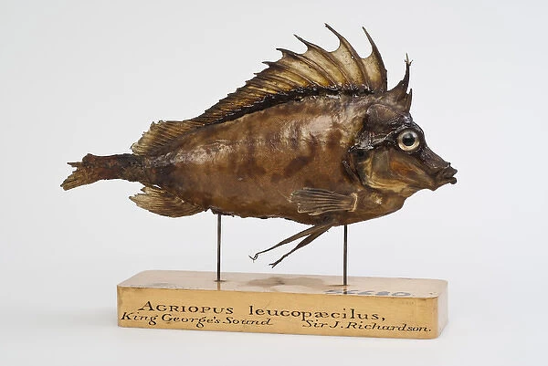 Southern pigfish, Congiopodus leucopaecilus (originally Agri