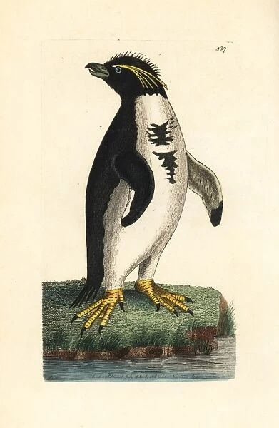 Southern rockhopper penguin, Eudyptes chrysocome Vulnerable