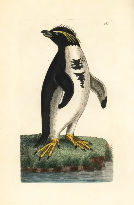 Framed Print : Southern rockhopper penguin, Eudyptes chrysocome Vulnerable Framed Print : Southern rockhopper penguin, Eudyptes chrysocome Vulnerable