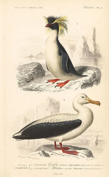 Southern rockhopper penguin and wandering albatross