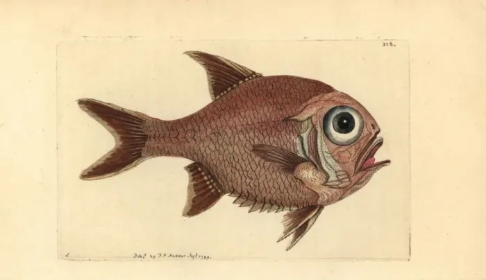 Framed Print : Southern roughly, Trachichthys australis Framed Print : Southern roughly, Trachichthys australis