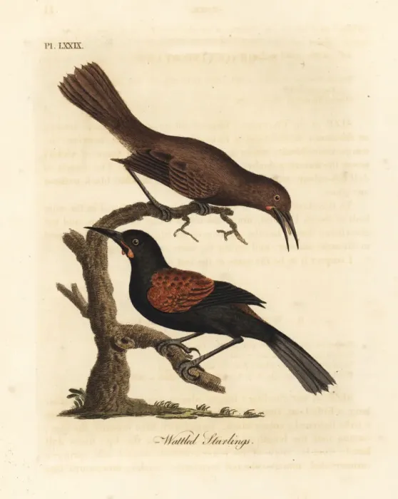 Framed Print : Southern saddleback, Philesturnus carunculatus Framed Print : Southern saddleback, Philesturnus carunculatus