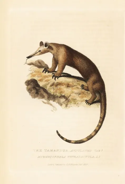 Framed Print : Southern tamandua, Tamandua tetradactyla Framed Print : Southern tamandua, Tamandua tetradactyla