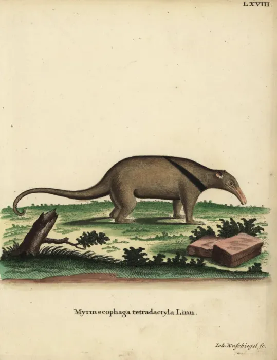 Framed Print : Southern tamandua, Tamandua tetradactyla Framed Print : Southern tamandua, Tamandua tetradactyla