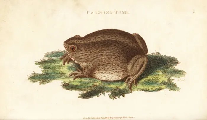 Framed Print : Southern toad, Bufo terrestris Framed Print : Southern toad, Bufo terrestris