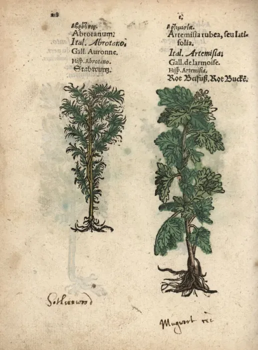 Framed Print : Southernwood, Artemisia abrotanum, and mugwort Framed Print : Southernwood, Artemisia abrotanum, and mugwort