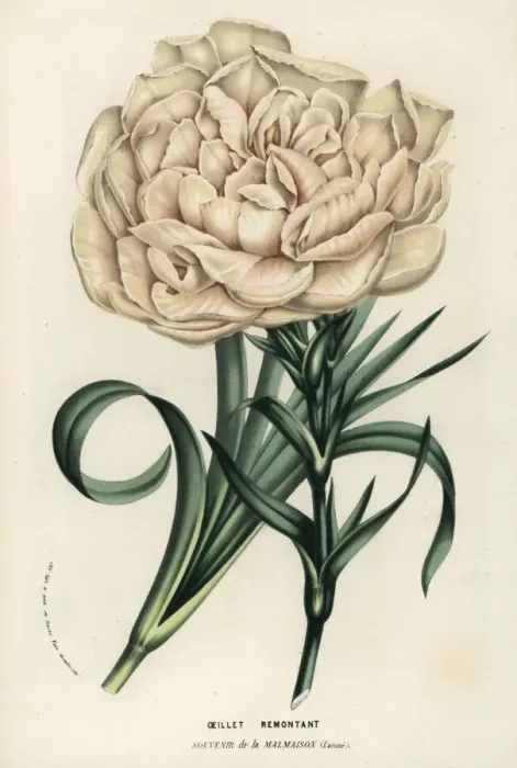 Framed Print : Souvenir de la Malmaison, hybrid carnation Framed Print : Souvenir de la Malmaison, hybrid carnation