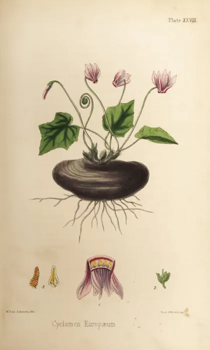 Framed Print : Sow-bread, Cyclamen purpurascens Framed Print : Sow-bread, Cyclamen purpurascens