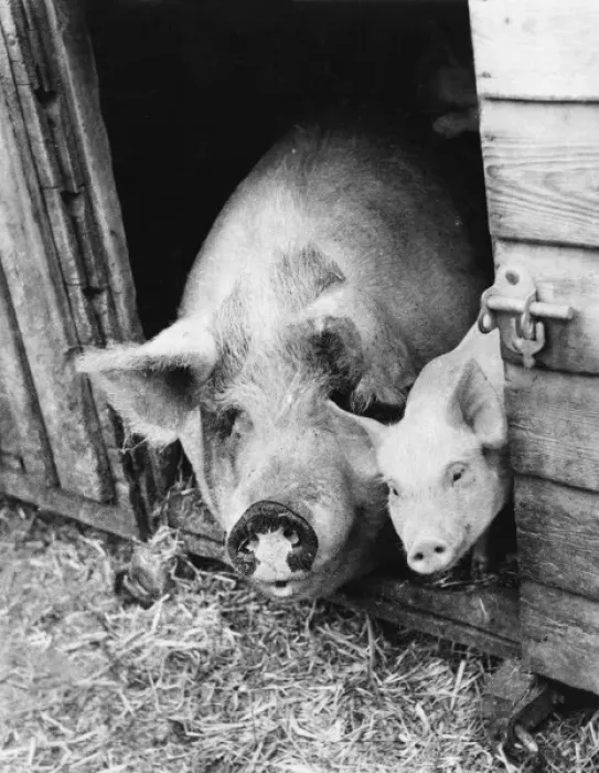 Framed Print : Sow and Piglet Framed Print : Sow and Piglet