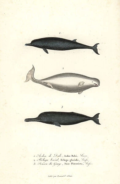 Sowerby's beaked whale, beluga whale